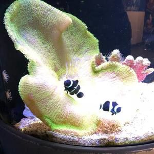 Meet your Posher, Kyaw